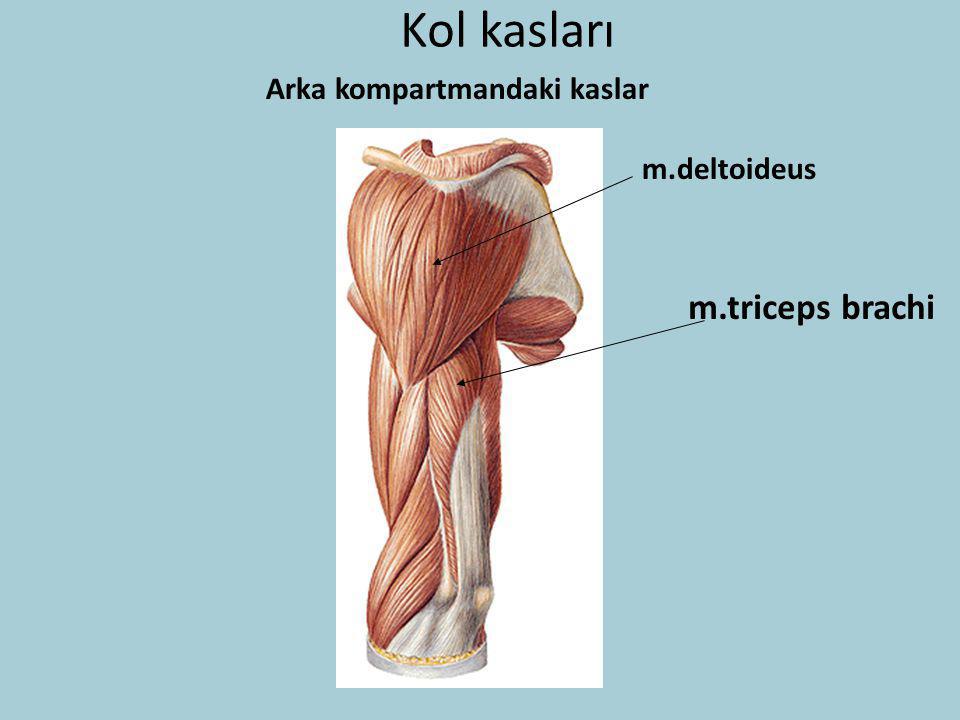 Kol kasları Arka kompartmandaki kaslar m.deltoideus m.triceps brachi