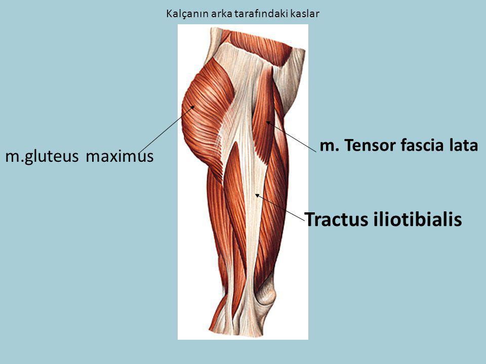 Tractus iliotibialis m. Tensor fascia lata m.gluteus maximus