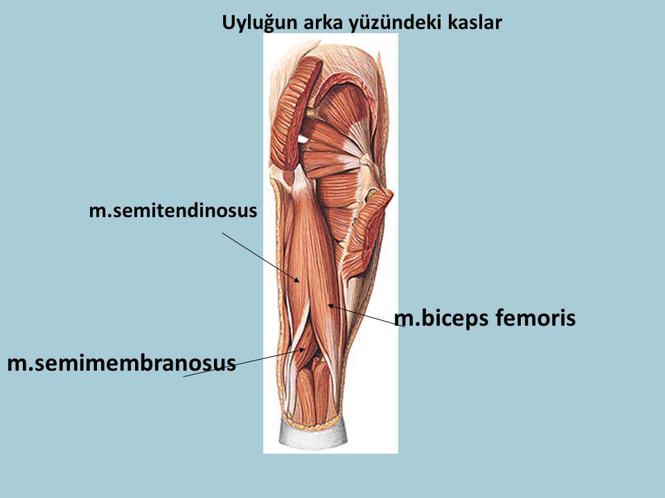 m.biceps femoris m.semimembranosus Uyluğun arka yüzündeki kaslar