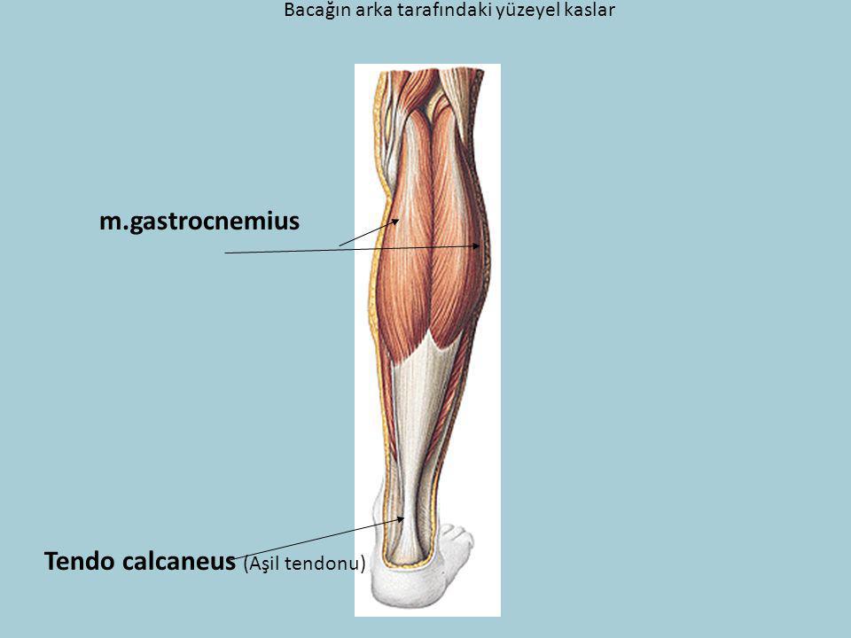 Tendo calcaneus (Aşil tendonu)