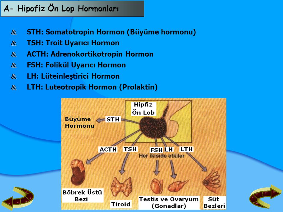 A- Hipofiz Ön Lop Hormonları