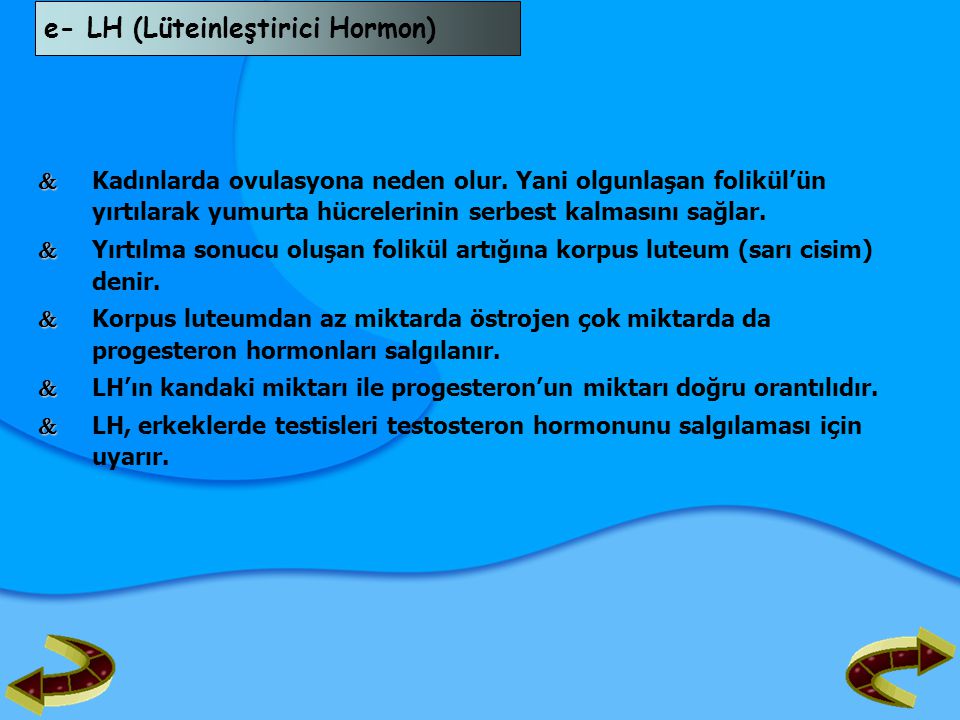 e- LH (Lüteinleştirici Hormon)