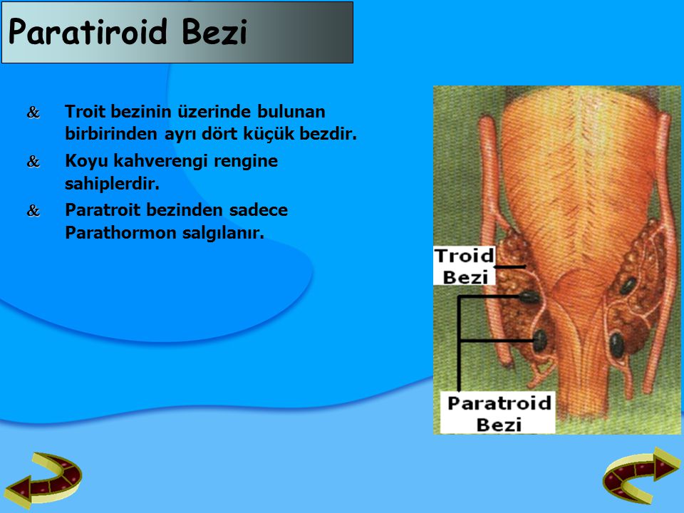 Paratiroid Bezi  Troit bezinin üzerinde bulunan birbirinden ayrı dört küçük bezdir.  Koyu kahverengi rengine sahiplerdir.