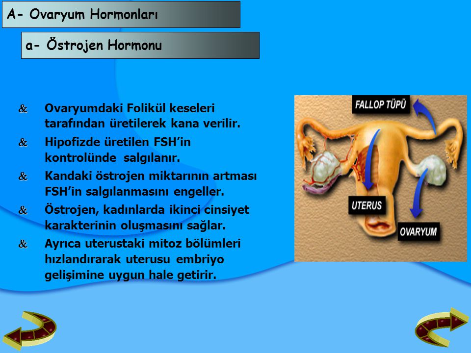 A- Ovaryum Hormonları a- Östrojen Hormonu