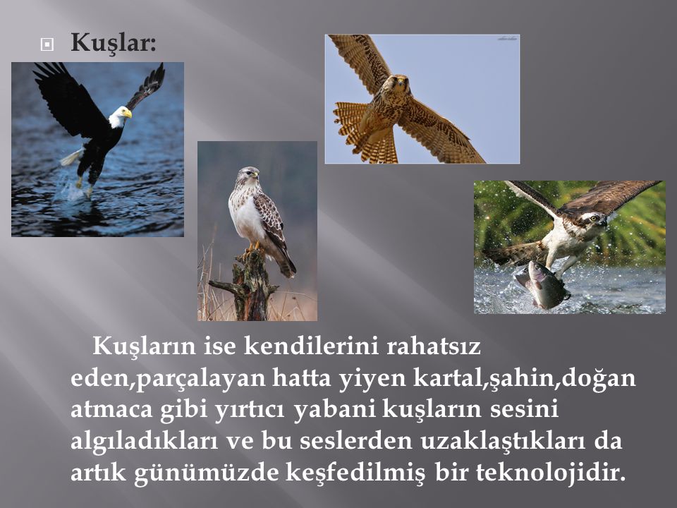 Kuşlar: