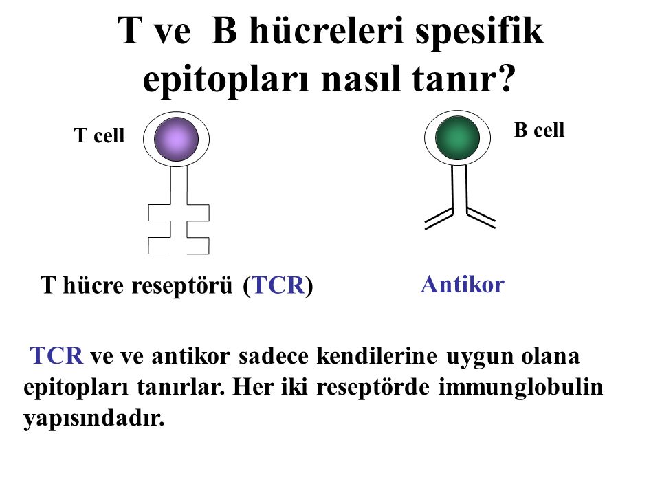 T ve B hücreleri spesifik epitopları nasıl tanır