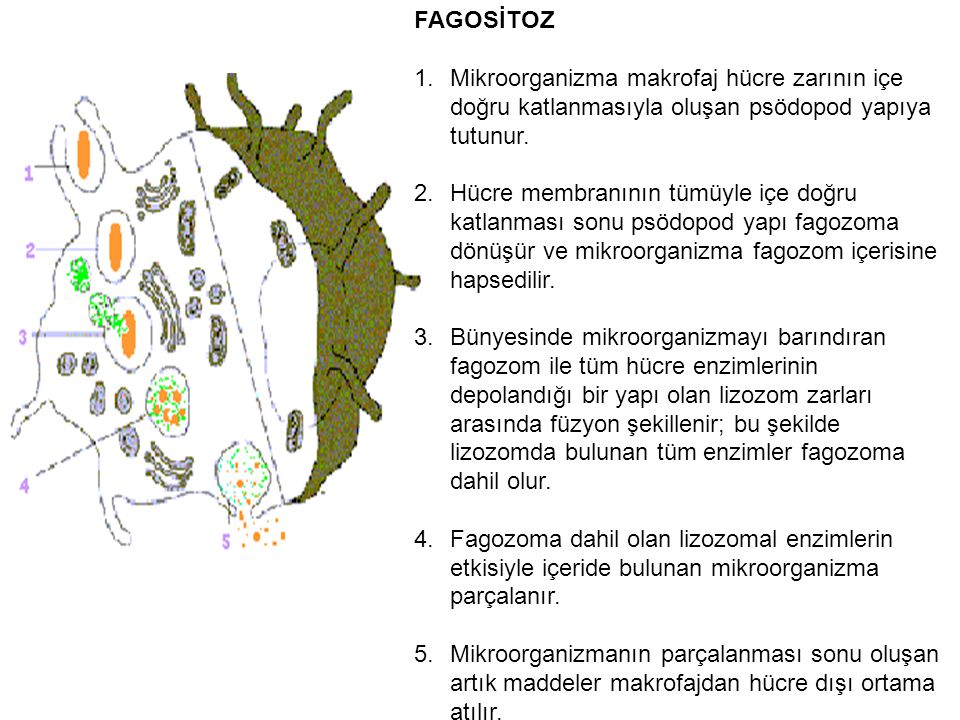 FAGOSİTOZ Mikroorganizma makrofaj hücre zarının içe doğru katlanmasıyla oluşan psödopod yapıya tutunur.