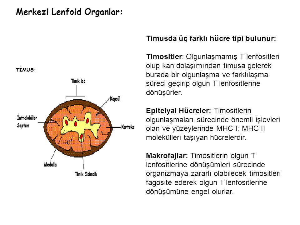 Merkezi Lenfoid Organlar: