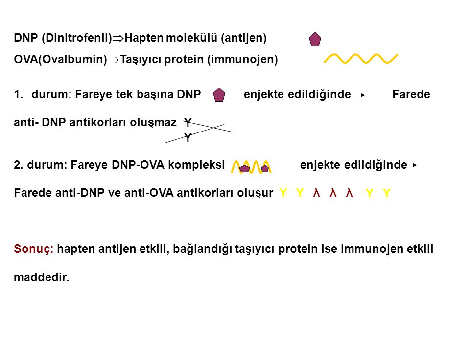DNP (Dinitrofenil)Hapten molekülü (antijen)