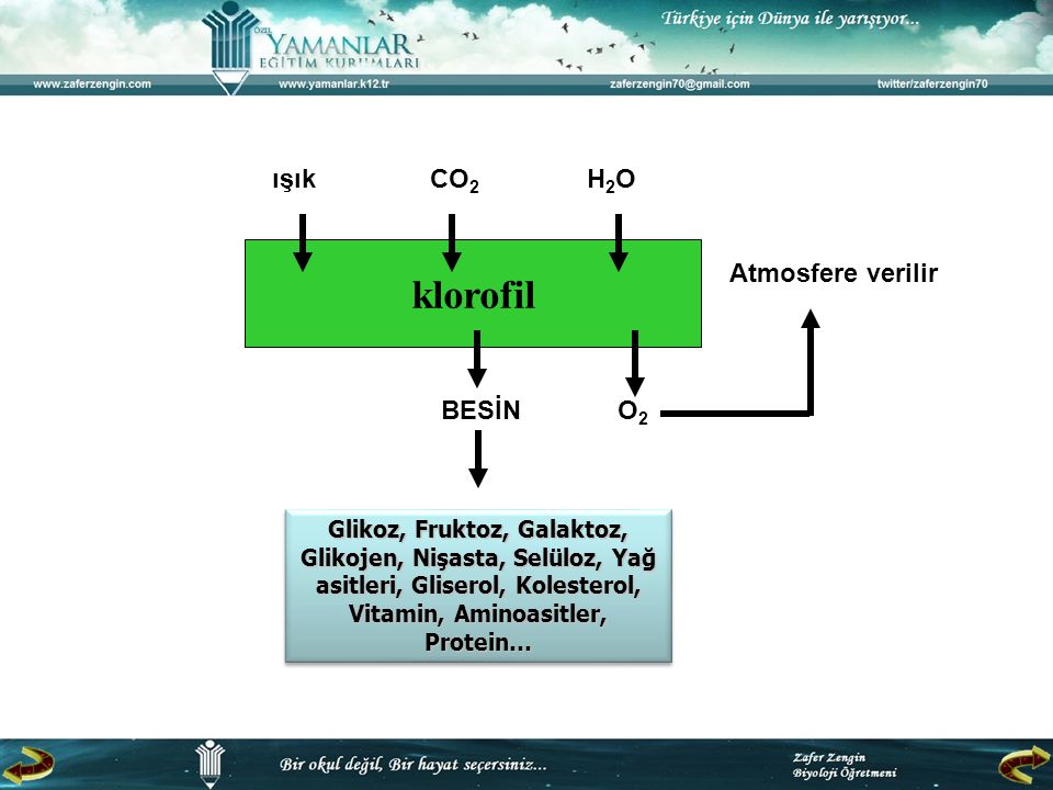 klorofil ışık CO2 H2O Atmosfere verilir BESİN O2