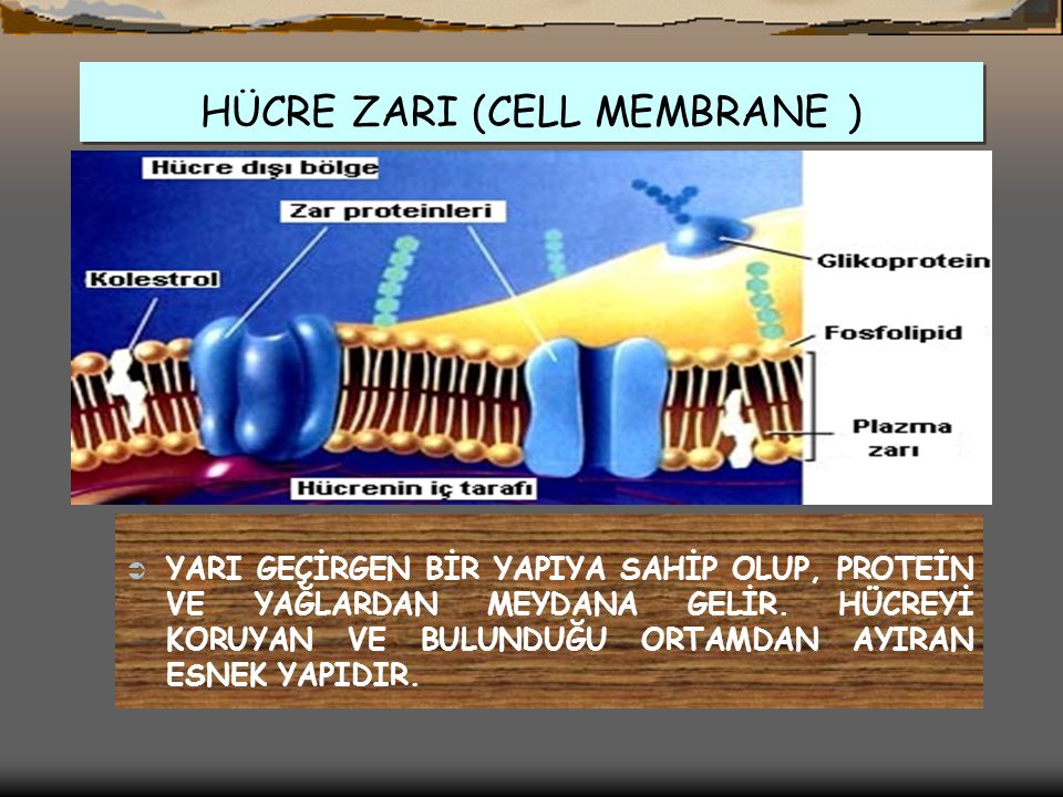 HÜCRE ZARI (CELL MEMBRANE )