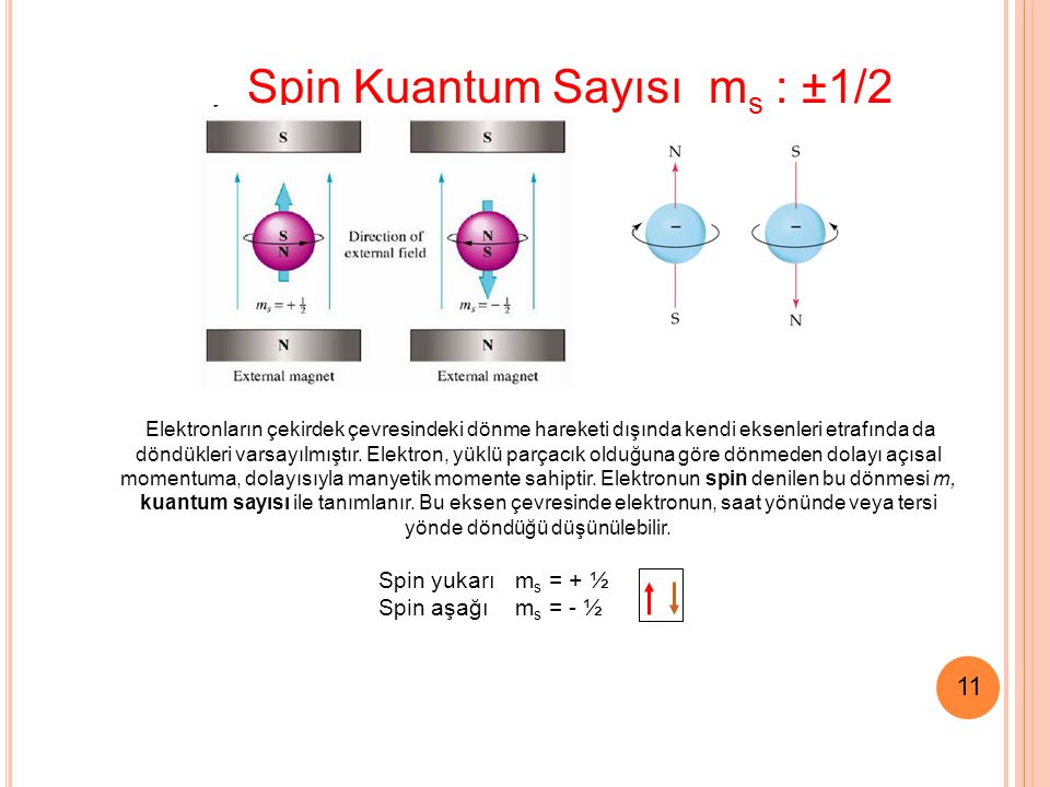 Spin Kuantum Sayısı ms : ±1/2