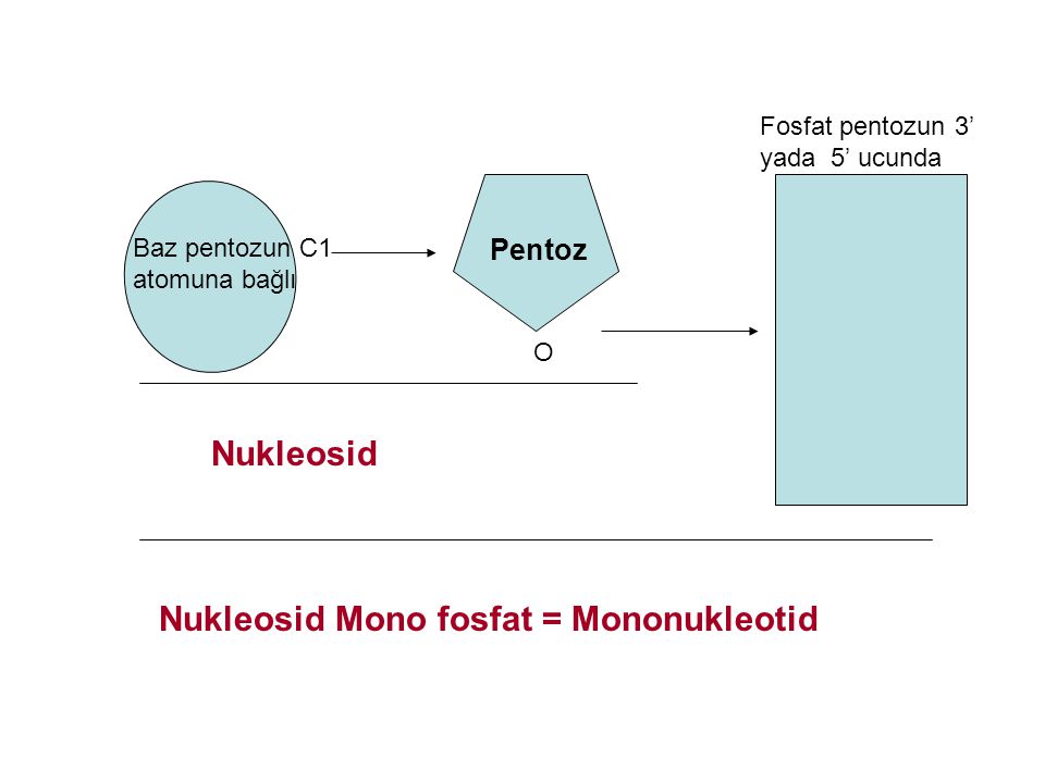 Nukleosid Mono fosfat = Mononukleotid