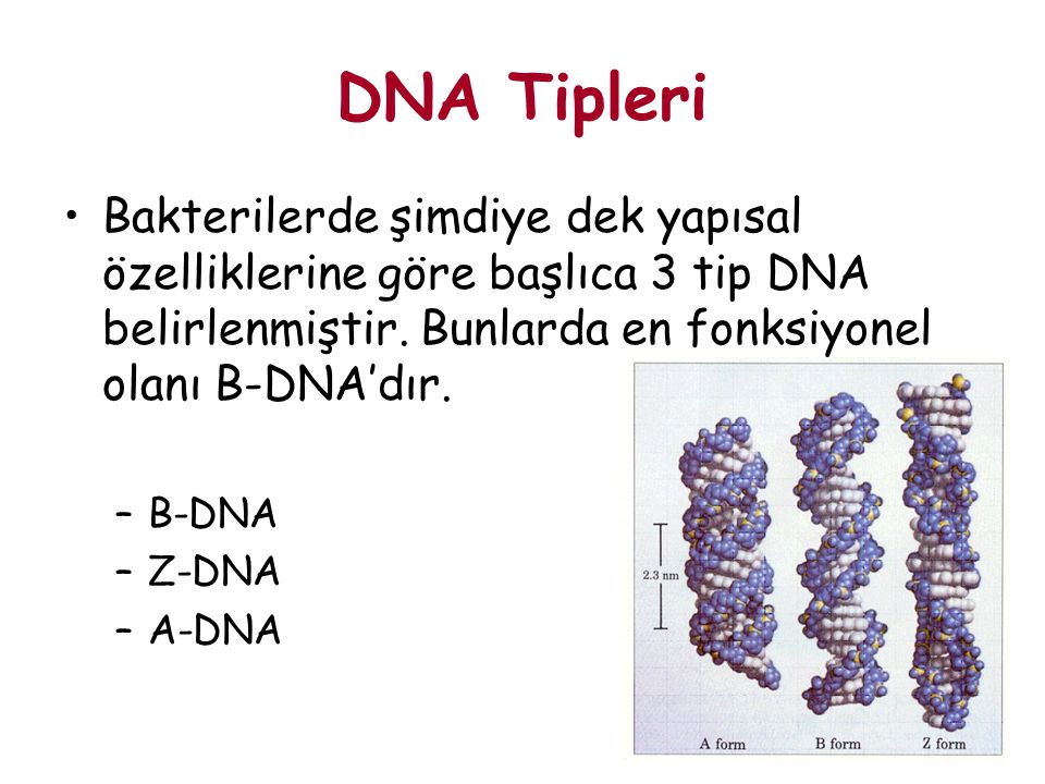 DNA Tipleri Bakterilerde şimdiye dek yapısal özelliklerine göre başlıca 3 tip DNA belirlenmiştir. Bunlarda en fonksiyonel olanı B-DNA’dır.
