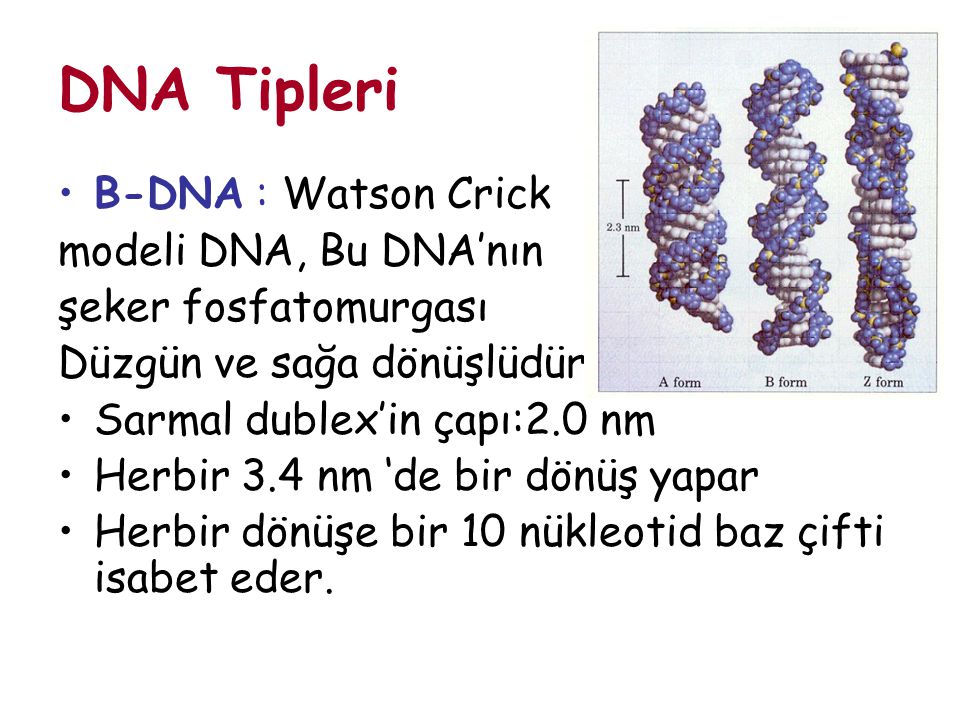 DNA Tipleri B-DNA : Watson Crick modeli DNA, Bu DNA’nın