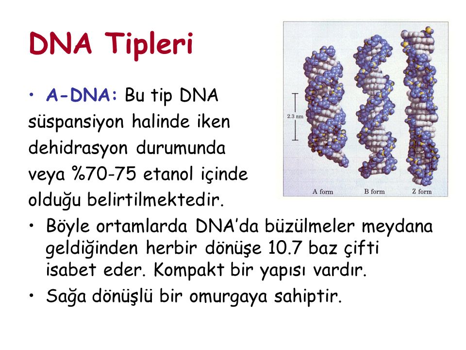 DNA Tipleri A-DNA: Bu tip DNA süspansiyon halinde iken
