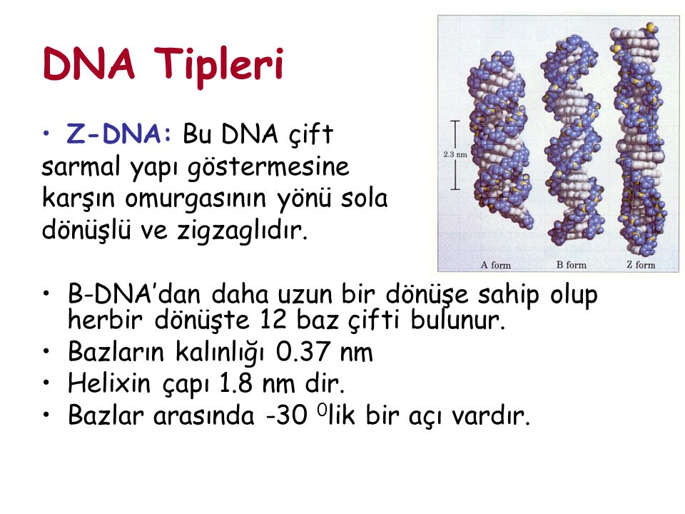 DNA Tipleri Z-DNA: Bu DNA çift sarmal yapı göstermesine