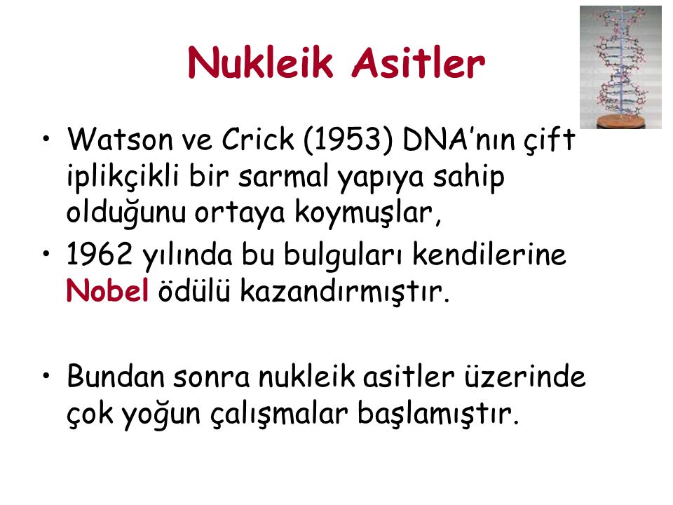 Nukleik Asitler Watson ve Crick (1953) DNA’nın çift iplikçikli bir sarmal yapıya sahip olduğunu ortaya koymuşlar,