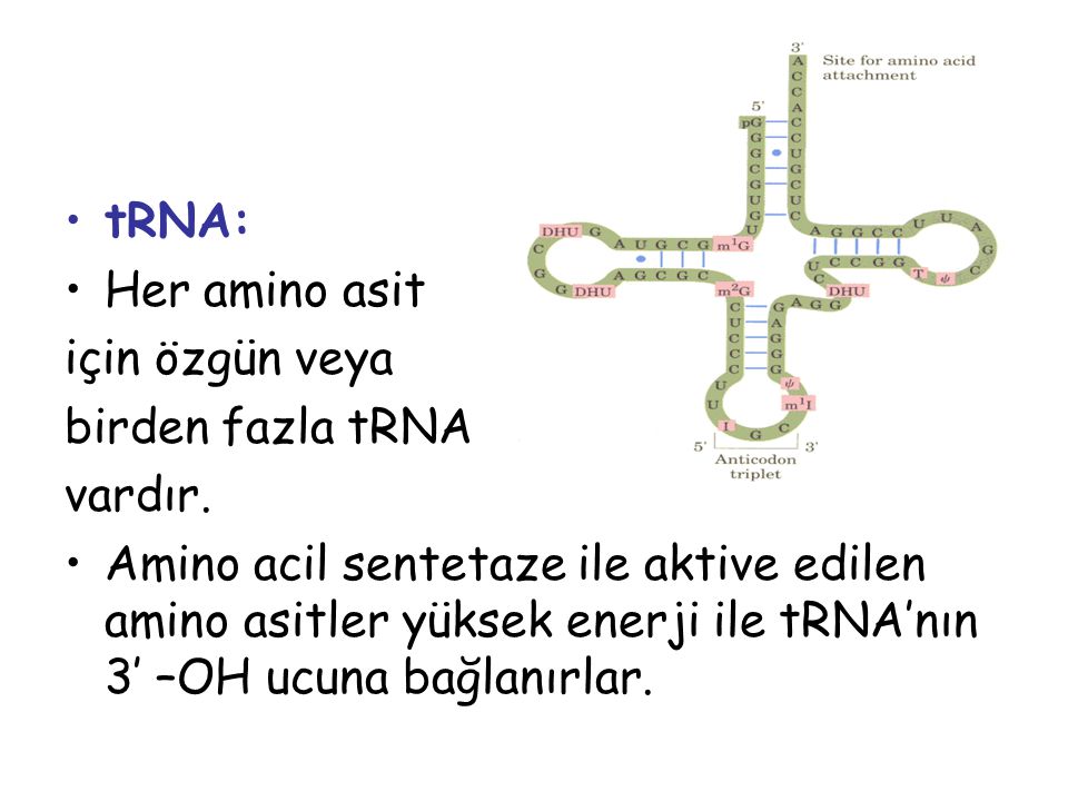 tRNA: Her amino asit. için özgün veya. birden fazla tRNA. vardır.