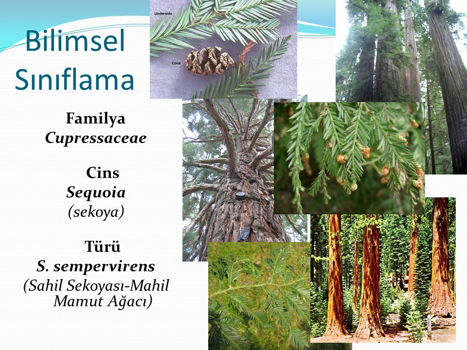 Bilimsel Sınıflama Familya Cupressaceae Cins Sequoia (sekoya) Türü S.