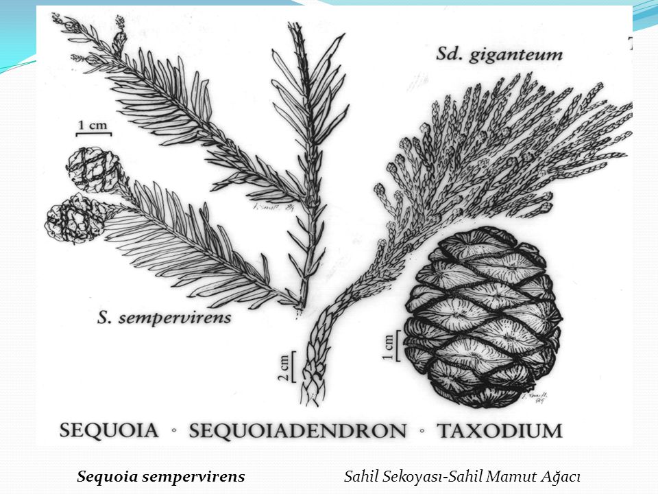 Sequoia sempervirens Sahil Sekoyası-Sahil Mamut Ağacı