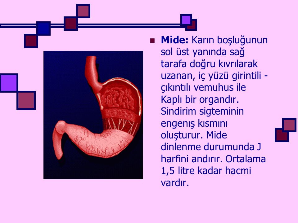 Mide: Karın boşluğunun sol üst yanında sağ tarafa doğru kıvrılarak uzanan, iç yüzü girintili - çıkıntılı vemuhus ile Kaplı bir organdır.