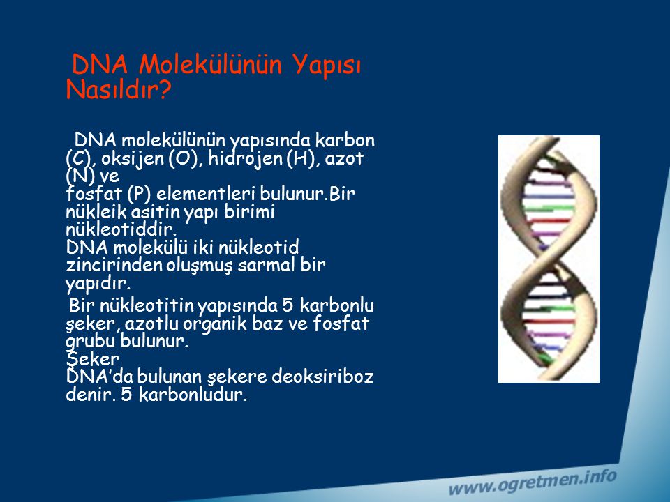 DNA Molekülünün Yapısı Nasıldır