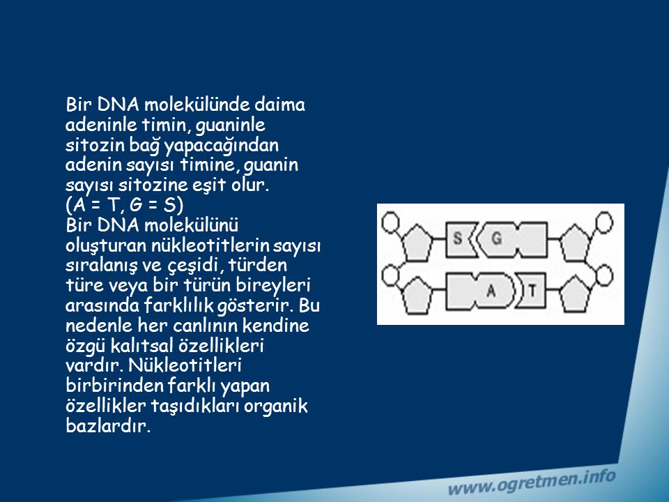 Bir DNA molekülünde daima adeninle timin, guaninle sitozin bağ yapacağından adenin sayısı timine, guanin sayısı sitozine eşit olur.