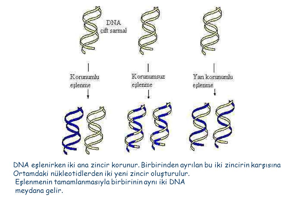 DNA eşlenirken iki ana zincir korunur