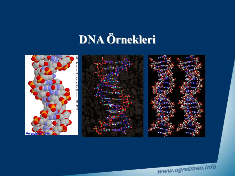 DNA Örnekleri