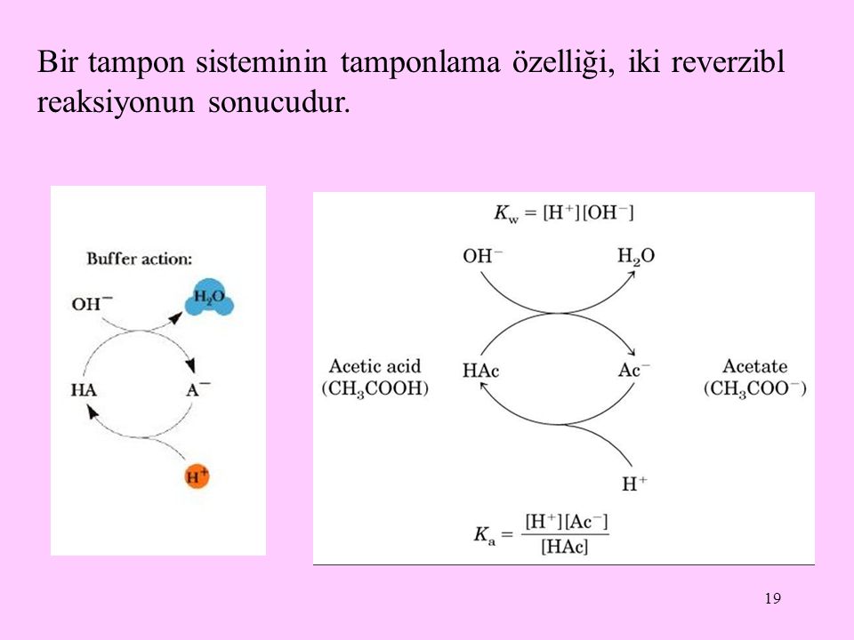 Bir tampon sisteminin tamponlama özelliği, iki reverzibl reaksiyonun sonucudur.