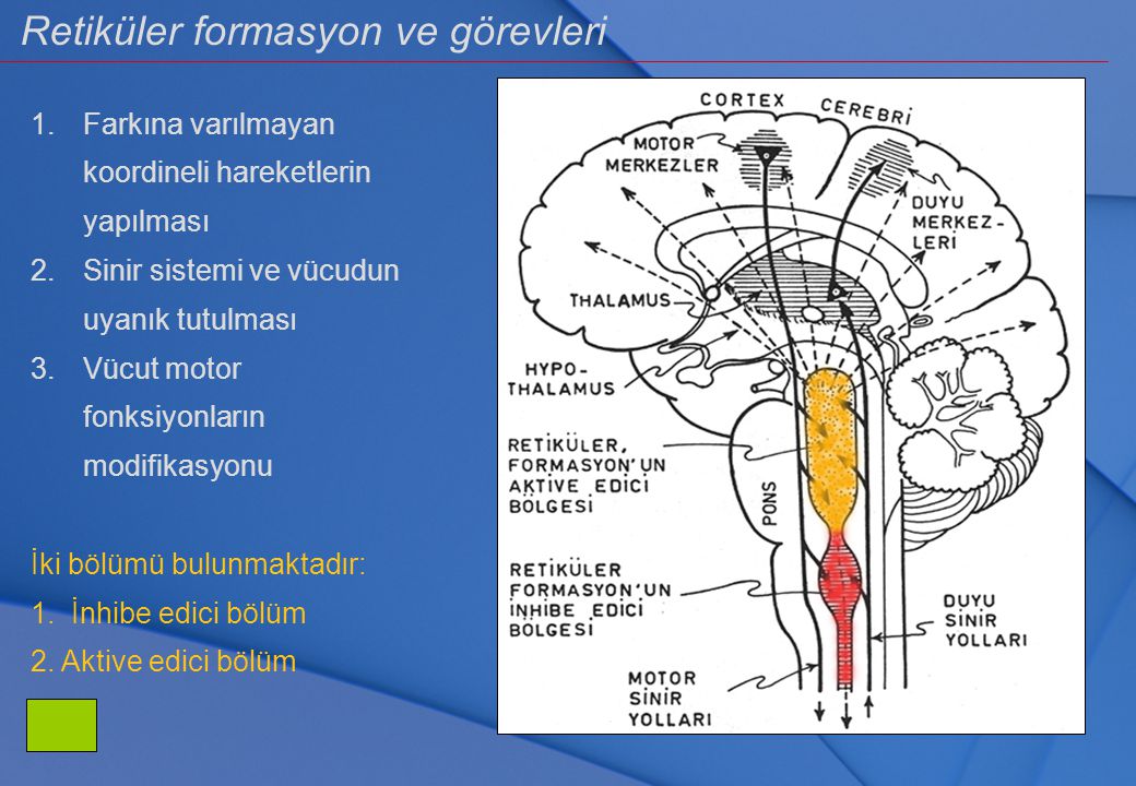 Beyin bölgeleri MYELENCEPHALON Medulla oblangata Retiküler formasyon