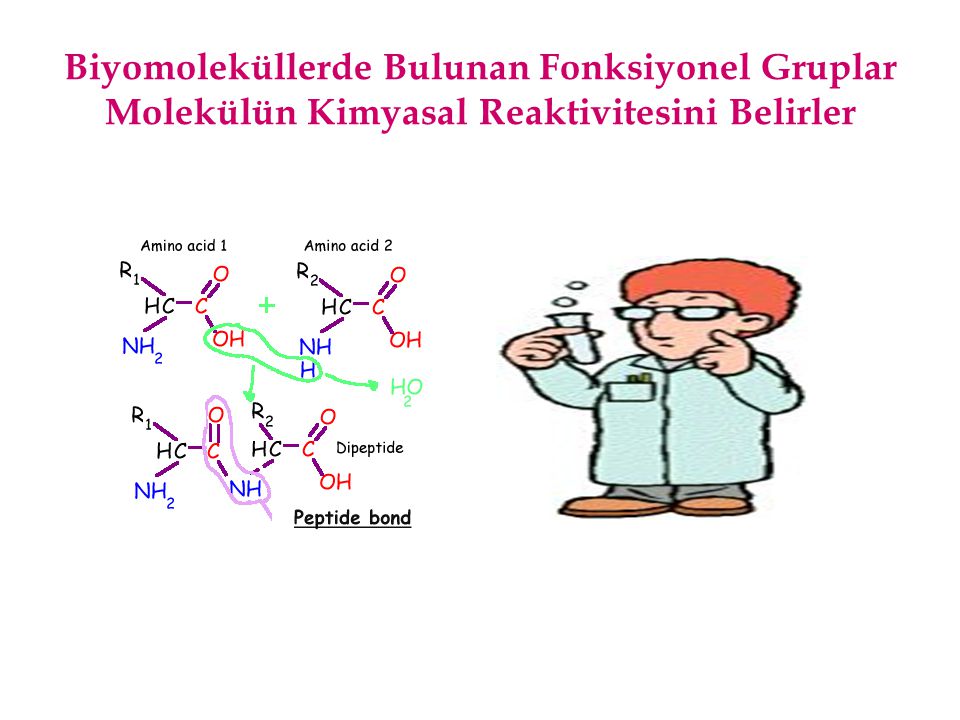 Biyomoleküllerde Bulunan Fonksiyonel Gruplar Molekülün Kimyasal Reaktivitesini Belirler