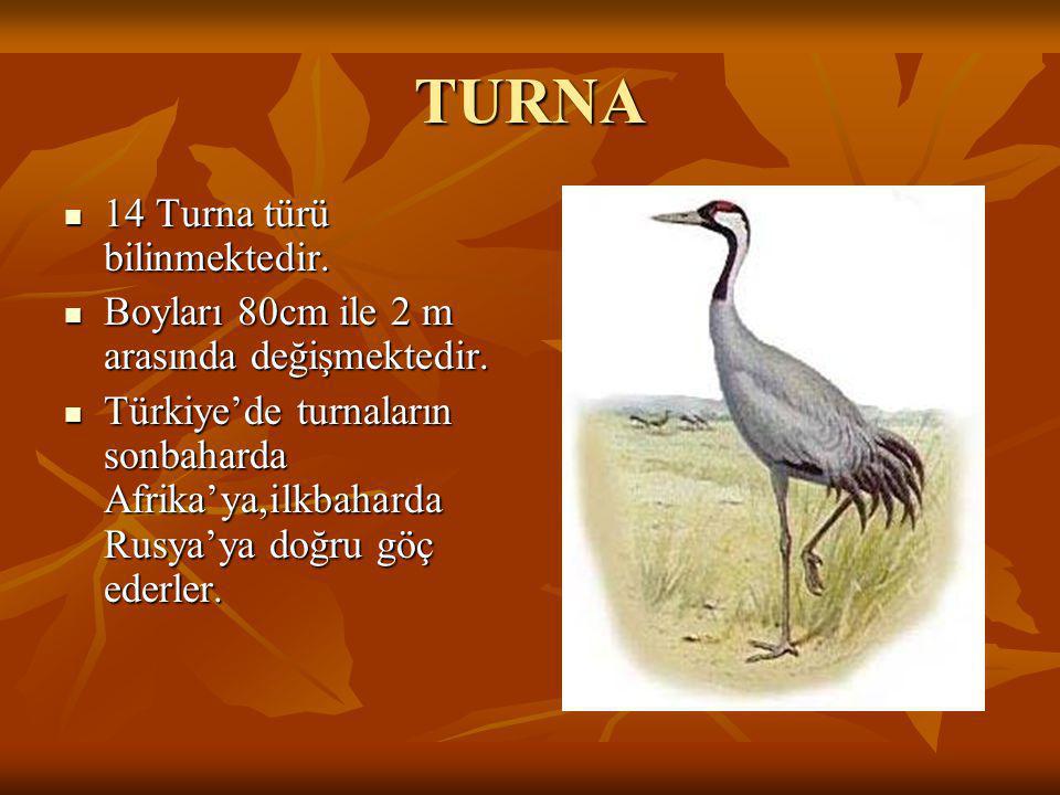 TURNA 14 Turna türü bilinmektedir.