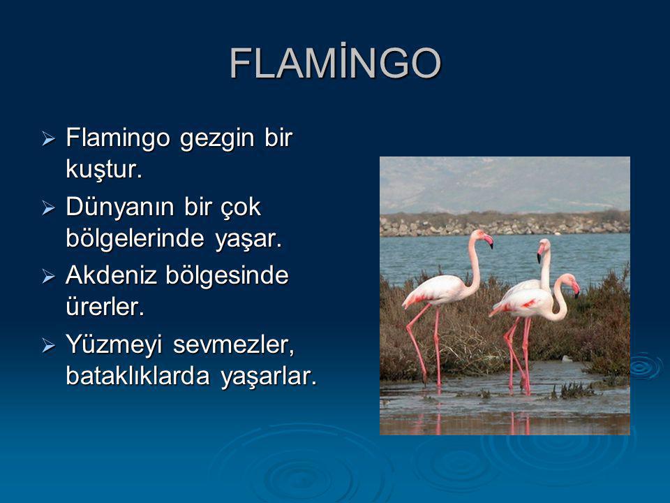 FLAMİNGO Flamingo gezgin bir kuştur.