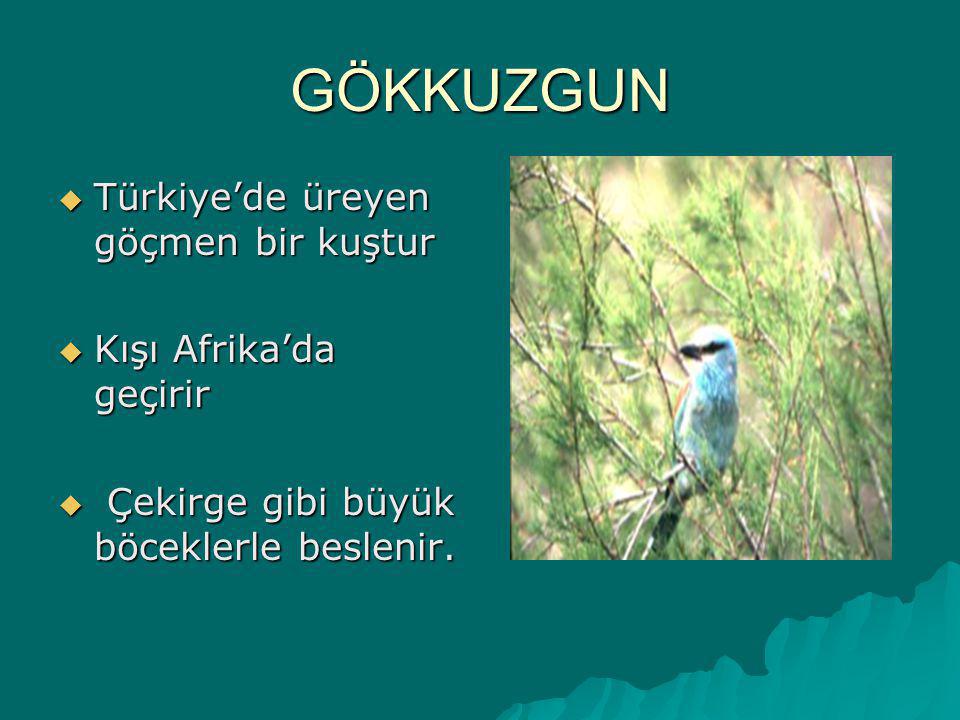 GÖKKUZGUN Türkiye’de üreyen göçmen bir kuştur Kışı Afrika’da geçirir
