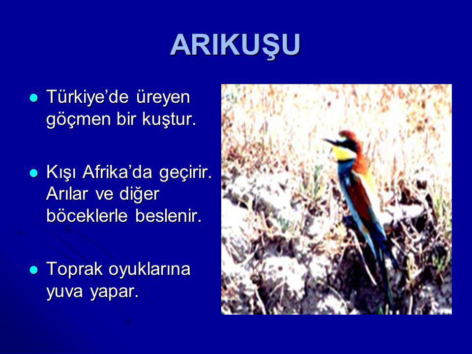 ARIKUŞU Türkiye’de üreyen göçmen bir kuştur.