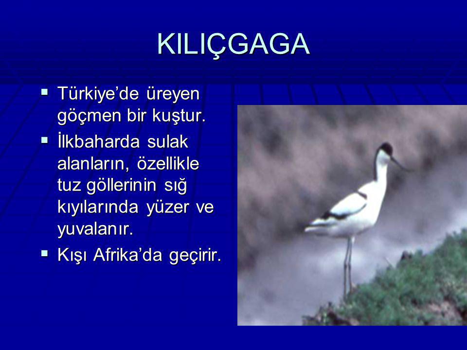 KILIÇGAGA Türkiye’de üreyen göçmen bir kuştur.