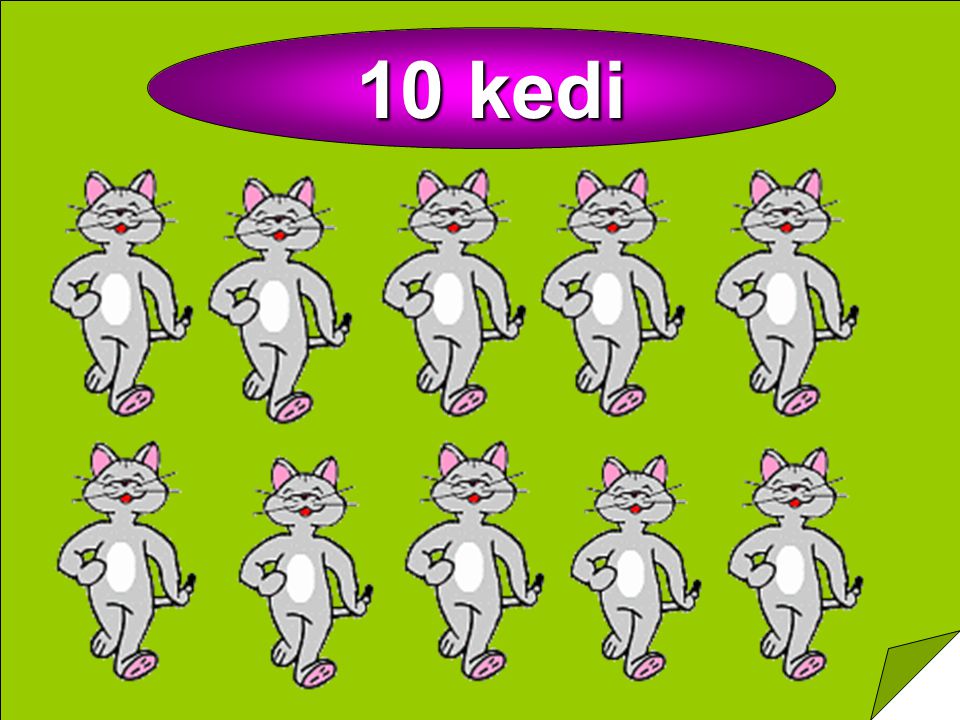 10 kedi
