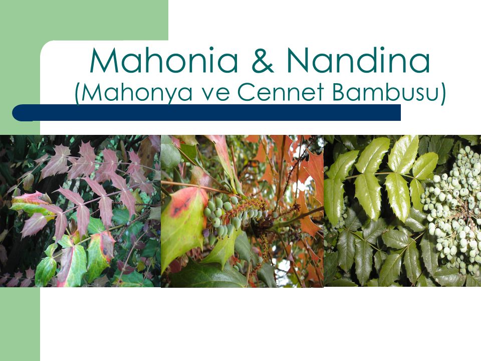 Mahonia & Nandina (Mahonya ve Cennet Bambusu)