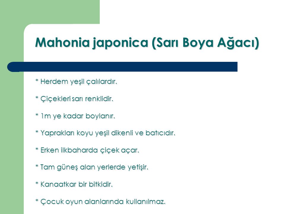 Mahonia japonica (Sarı Boya Ağacı)
