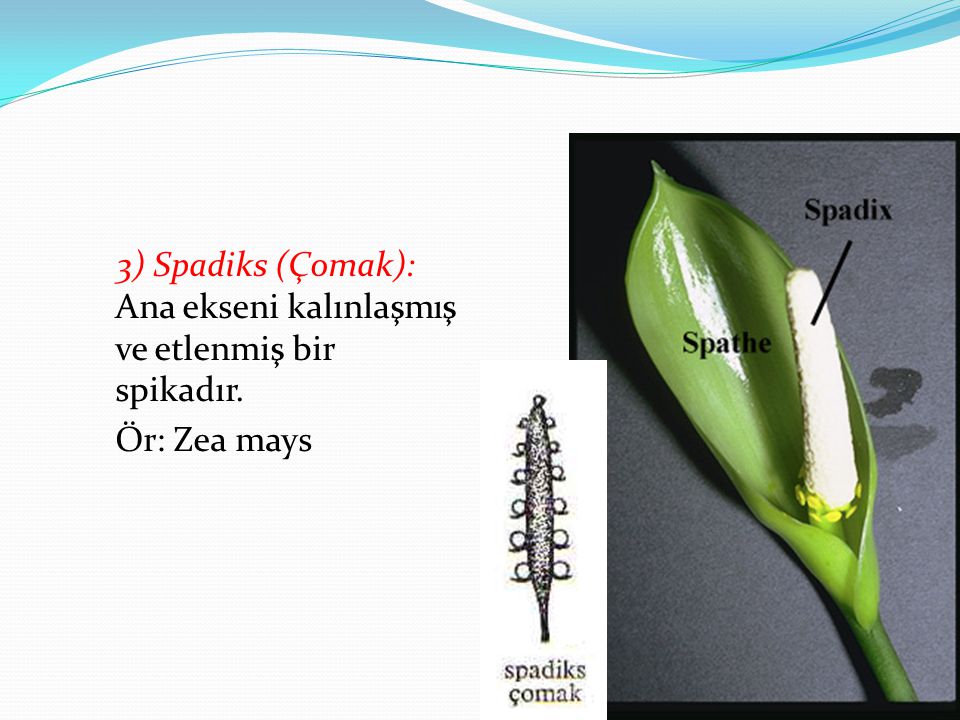3) Spadiks (Çomak): Ana ekseni kalınlaşmış ve etlenmiş bir spikadır