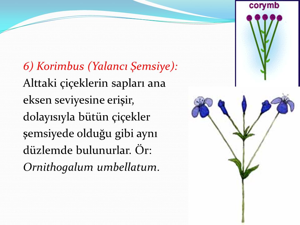 6) Korimbus (Yalancı Şemsiye): Alttaki çiçeklerin sapları ana eksen seviyesine erişir, dolayısıyla bütün çiçekler şemsiyede olduğu gibi aynı düzlemde bulunurlar.