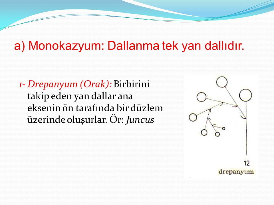 a) Monokazyum: Dallanma tek yan dallıdır.