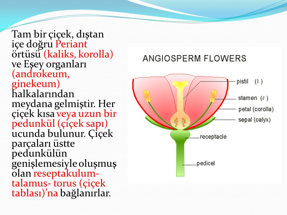Tam bir çiçek, dıştan içe doğru Periant örtüsü (kaliks, korolla) ve Eşey organları (androkeum, ginekeum) halkalarından meydana gelmiştir.