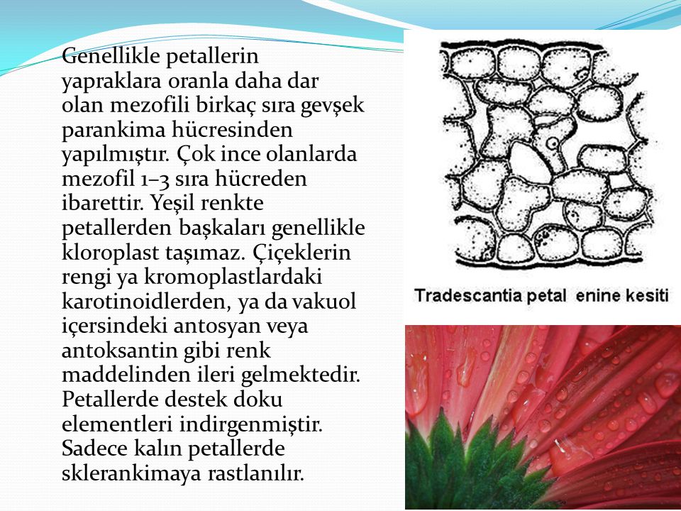 Genellikle petallerin yapraklara oranla daha dar olan mezofili birkaç sıra gevşek parankima hücresinden yapılmıştır.