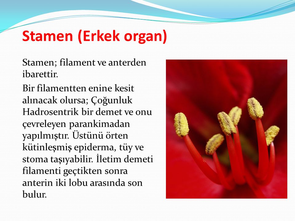 Stamen (Erkek organ)