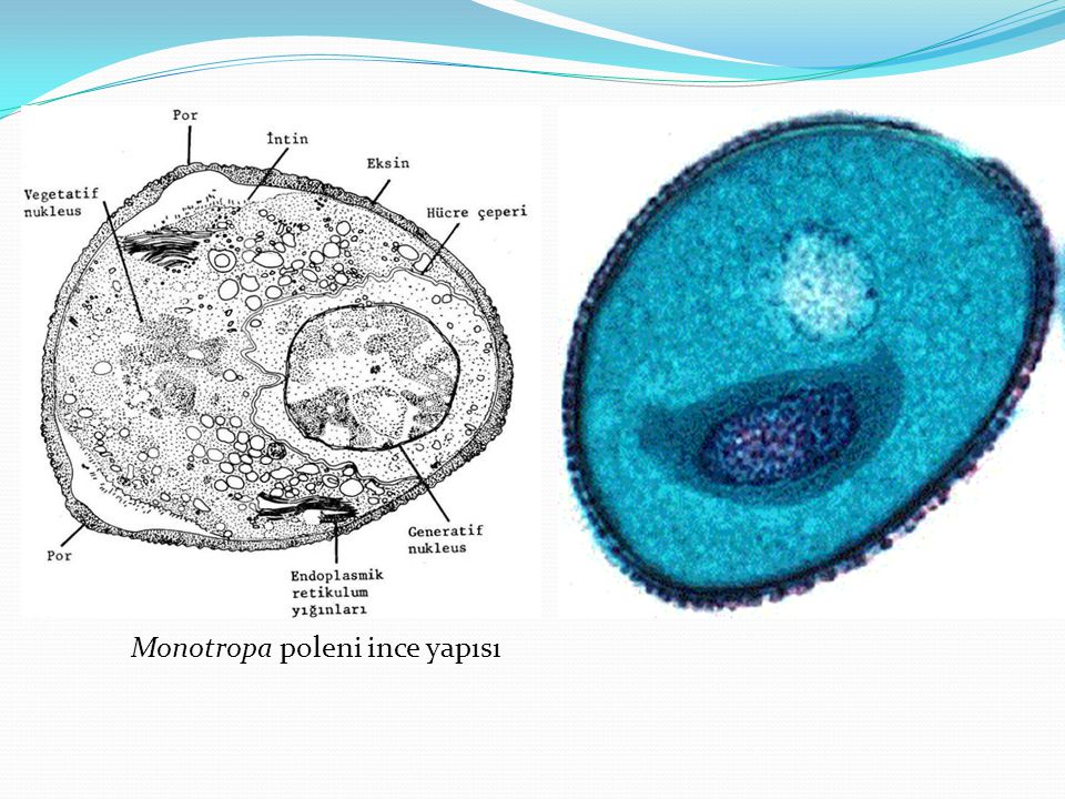Monotropa poleni ince yapısı