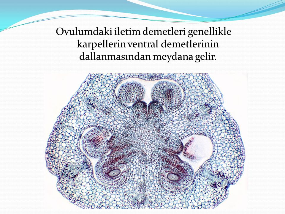 Ovulumdaki iletim demetleri genellikle karpellerin ventral demetlerinin dallanmasından meydana gelir.