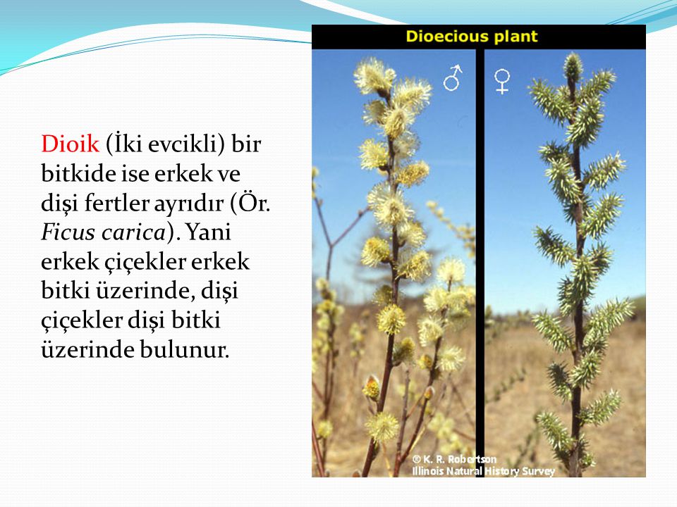 Dioik (İki evcikli) bir bitkide ise erkek ve dişi fertler ayrıdır (Ör